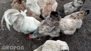 В Коми в 2-х партиях продукции птицефабрики "Зеленецкая" нашли птичий грипп