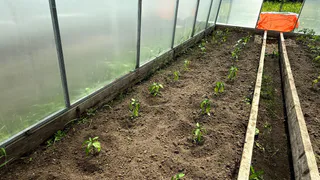 Не зола и даже не коровяк: это удобрение для огурцов необходимо в первых числах июня