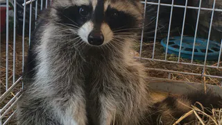 Контактному зоопарку в Дашково-Песочне "дали шанс"