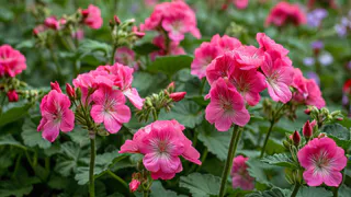 Всего одну крошку в горшок — и бутоны герани лезут на молодых черенках, а листва не пожелтеет