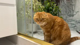 Топ-5 имен для кошек: самые популярные кошачьи клички