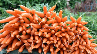 Морковь сразу пойдёт в рост: в июне обязательно полейте грядку таким раствором — первый шаг к хорошему урожаю  