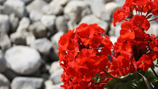 Одну щепотку в горшок — и бутоны герани появятся даже на молодых черенках, а листва не пожелтеет