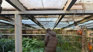 Поливаю средством за 80 руб теплицу на холода: патогены зимой вымерзают зимой "под корень" - мой лучший дачный лайфхак