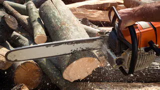 Во Владимирской области незаконно вырубили свыше 160 деревьев