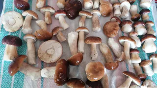 Малоизвестные грибы, которые ценятся больше белых: собирайте их ведрами и наслаждайтесь ароматом