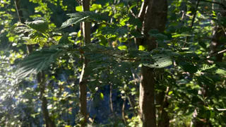В Коми установили карантинные зоны из-за распространения черного бархатно-пятнистого усача