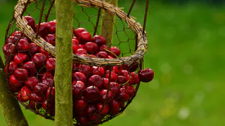 2 стакана под дерево – придётся собирать по 100 кг вишни и сливы: никаких вёдер для такого урожая не хватит