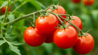 Помидорки, как с картинки — крутобокие и плотные: июльская подкормка томатов на цветении и в период завязей — по заветам агрономов СССР