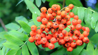 Instagram рязанцев: вкусный завтрак, золотистые блинчики, ручной леопардик