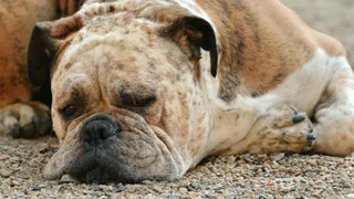 5 хитростей, чтобы собака полюбила вас ещё сильнее и 3 действия, после которых собака вас возненавидит: полезно знать всем владельцам питомцев