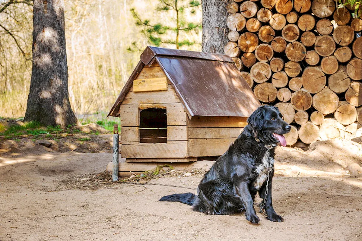 С 15 июля собак на дачных участках запретят: придётся оставить дома или держать на цепи