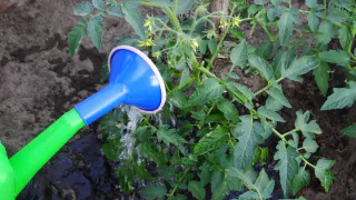 1 ампула на 10 литров — проверенный рецепт от вершинной гнили, бежим в аптеку скорее