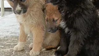 В Республике Коми возбуждено уголовное дело о массовой гибели животных в частном приюте