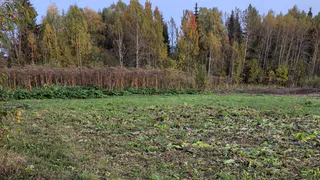Хозяйка вернула к жизни заброшенный участок в Коми после предписания Россельхознадзора