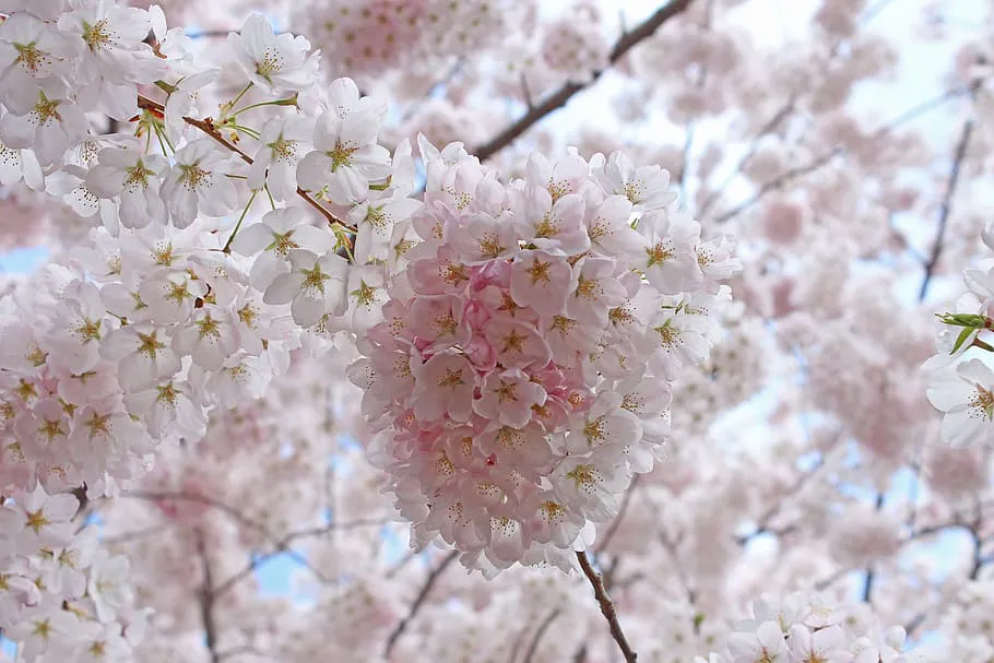 Посадка и уход за сакурой: советы для успешного роста