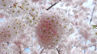 Посадка и уход за сакурой: советы для успешного роста