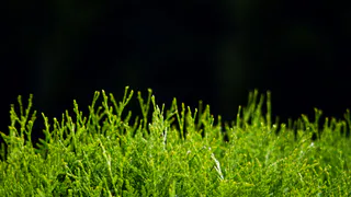 Сажать туи больше не модно: найден куст, который удивляет даже опытных дачников