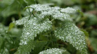 В июне Рязань ожидают заморозки