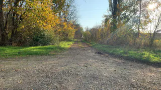 В Рязанской области заготовили почти 10 тонн сосновых шишек для восстановления лесов