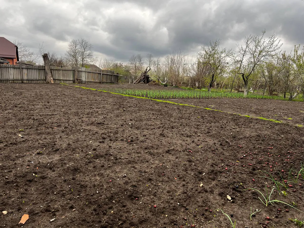 3 стакана на ведро — и колорадских жуков как ветром сдует: исчезнут без следа — мощный рецепт