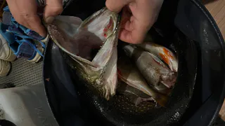 Как убрать запах рыбы с рук за 5 секунд — проверенный рыбацкий способ