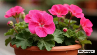 Герани весной – прежде всего: добавьте по таблетке в горшок — чахлые старушки и молодые черенки цветут наперегонки все лето
