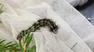 Россельхознадзор ввел в Коми карантин из-за нашествия сибирского шелкопряда