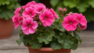 Крошу в горшок — и герань как подменили: листва не желтеет, а бутоны лезут повсюду