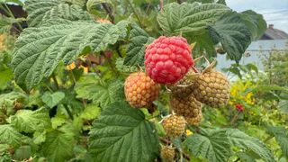Малиновое варенье, но без варки: поможет сохранить вкус, цвет и структуру ягод — готовится считанные минуты
