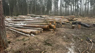 Петушинский филиал «Владлесхоза» создал угрозу лесных пожаров