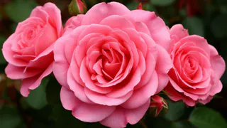 Заливаю 100 гр. водой — розы радуют до поздней осени, а бутоны вырастают до 40 сантиметров — аромат слышат даже соседи