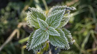 В Рязани 7 мая 2023 года мороз побил температурный рекорд