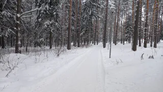 17‑летний казанец получил почти 5 лет колонии за организацию наркозакладок в лесу