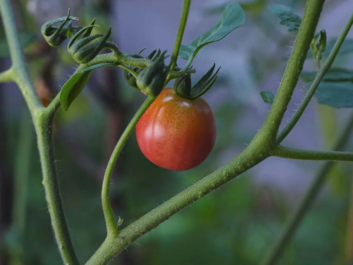 Для предотвращения гниения томатов: одна обработка — и фитофторы как не бывало