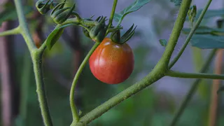 Для предотвращения гниения томатов: одна обработка — и фитофторы как не бывало