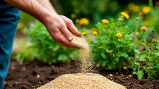 Копеечное удобрение, которое не уступает навозу - это не шутка? Я 3 года проверяла метод с крупой на грядках