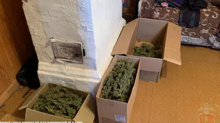 Областные оперативники накрыли семейный подряд по производству марихуаны