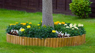 Больше не куплю рассаду бархатцев для участка: заменила их на другие цветы - теперь нет вредителей и болезней в огороде