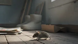 Ни кот, ни ловушки: метод из армии, который навсегда избавил мой дом от мышей. Делюсь, что делать