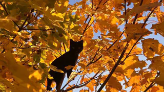 Резкое похолодание придет в Чувашию 9 октября