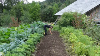 "Введен полный запрет": владельцев дач и огородов в России ошарашили новым правилом
