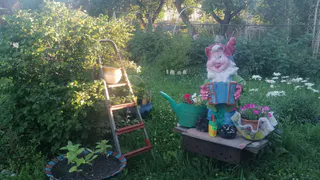 Кусок поролона, 2 минуты – и вы спасены от муравьев на все лето: легкий способ защитить яблоню от насекомых