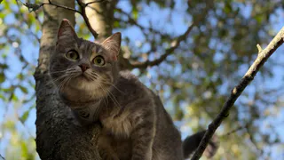 Поведение хозяев, которое вызывает стресс у кошек: Не делайте этого никогда