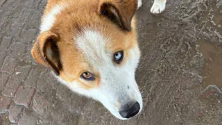 Ученые назвали животное умнее собак: вот кто смышленее наших питомцев