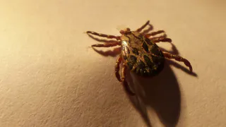 За прошедшую неделю в Коми клещи покусали 39 человек