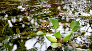 В Челябинской области мэрия подала в суд из-за битумных болот, представляющих угрозу для людей