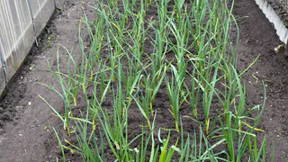 Брызнула на пожелтевшие лук с чесноком и ахнула — перья позеленели за 1 день: лучшего метода еще не придумали