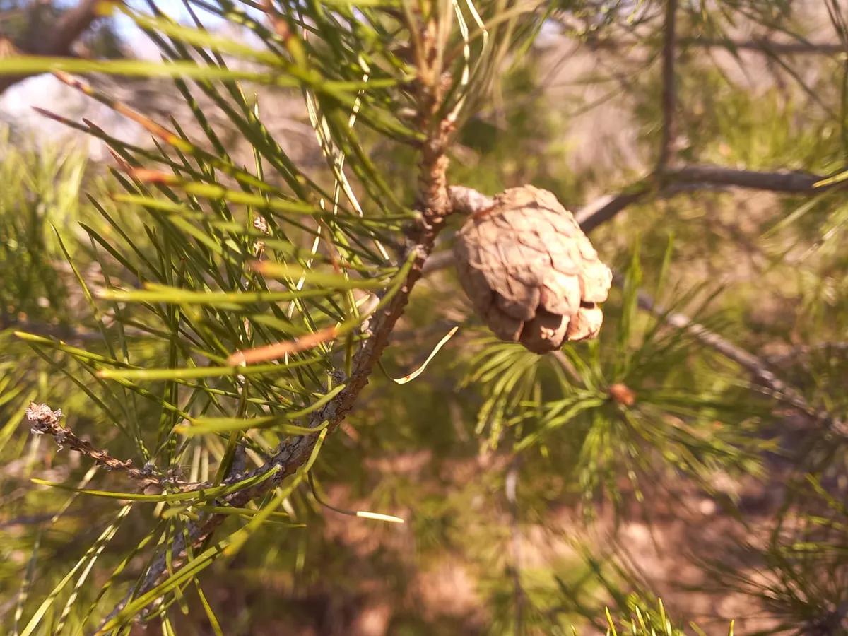 Ущерб на 8,6 млн рублей: в Татарстане экс-лесничий обвиняется в незаконной рубке лесных насаждений