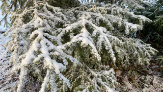 Защитить молодые ели от вырубки отправятся специальные патрули в Коми